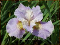 Iris sibirica 'Dawn Waltz'