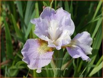 Iris sibirica 'Dawn Waltz'