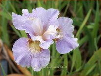 Iris sibirica 'Dawn Waltz'