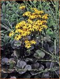 Ligularia dentata &#39;Midnight Lady&#39;