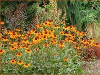 Echinacea purpurea &#39;Tiki Torch&#39;