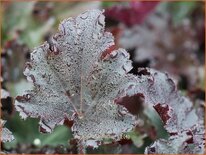 Heuchera &#39;Binoche&#39;