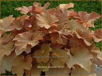 Heuchera &#39;Caramel&#39;