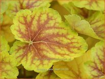 Heuchera &#39;Delta Dawn&#39;