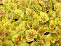 Heuchera &#39;Delta Dawn&#39;