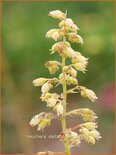 Heuchera &#39;Delta Dawn&#39;