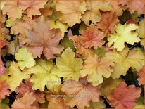 Heuchera &#39;Kassandra&#39;