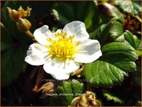 Fragaria chiloensis 'Chaval'