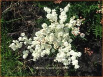 Filipendula vulgaris &#39;Plena&#39;