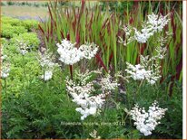 Filipendula vulgaris &#39;Plena&#39;