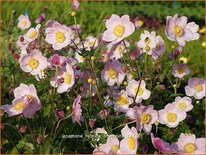 Anemone hybrida 'Ouverture'