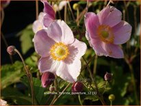 Anemone hybrida 'Ouverture'