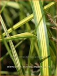 Calamagrostis acutiflora 'England'