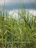 Calamagrostis acutiflora 'England'