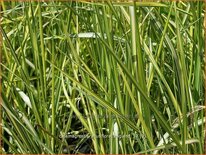 Calamagrostis acutiflora &#39;England&#39;