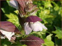 Acanthus &#39;Morning Candle&#39;