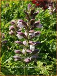 Acanthus &#39;Morning Candle&#39;