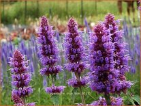 Agastache &#39;Blue Boa&#39;