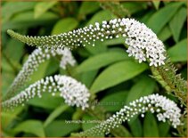 Lysimachia clethroides