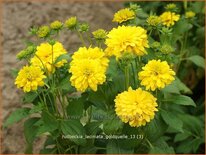 Rudbeckia laciniata &#39;Goldquelle&#39;