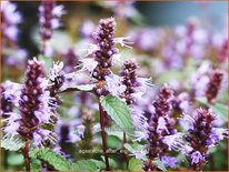 Agastache &#39;After Eight&#39;