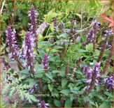 Agastache &#39;After Eight&#39;