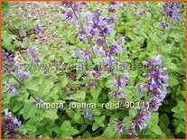 Nepeta &#39;Joanna Reed&#39;