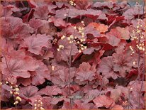 Heuchera 'Root Beer'