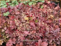 Heuchera 'Root Beer'