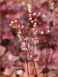 Heuchera 'Root Beer'