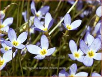 Houstonia caerulea &#39;Millard&#39;s Variety&#39;