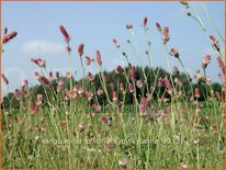 Sanguisorba officinalis &#39;Pink Tanna&#39;