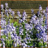 Hyacinthoides hispanica &#39;Excelsior&#39;