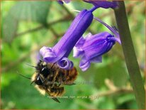 Hyacinthoides non-scripta