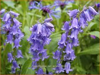 Hyacinthoides non-scripta