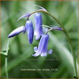 Hyacinthoides non-scripta