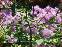 Thalictrum &#39;Black Stockings&#39;