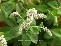 Mentha suaveolens &#39;Apfelminze&#39;