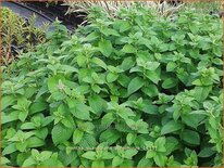 Mentha suaveolens &#39;Apfelminze&#39;