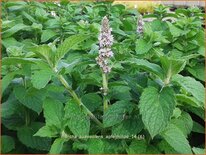 Mentha suaveolens &#39;Apfelminze&#39;