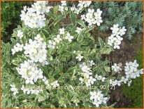 Arabis caucasica 'Variegata'