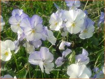 Viola cornuta &#39;Milkmaid&#39;