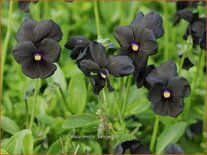 Viola cornuta 'Molly Sanderson'