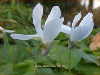 Viola odorata &#39;Alba&#39;