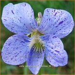 Viola sororia &#39;Dark Freckles&#39;