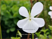 Viola cornuta &#39;Wisley White&#39;