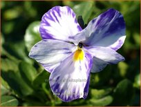 Viola cornuta &#39;Columbine&#39;