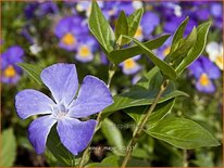 Vinca major