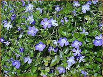 Vinca major