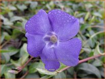 Vinca minor